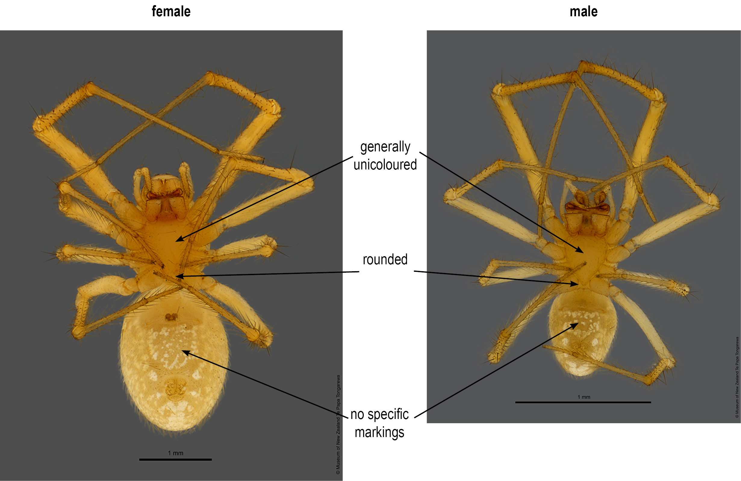 Theridion flabeliferum